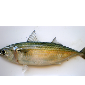 Indian Mackerel