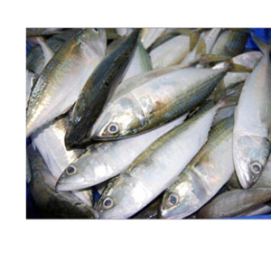 Indian Mackerel