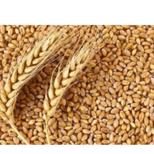 WHEAT GRAINS