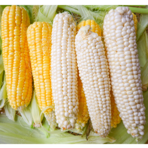 YELLOW AND WHITE CORN