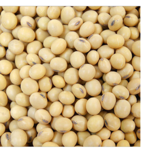 SOYABEAN SEEDS