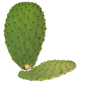 Prickly Pear leaf