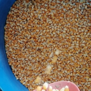 Yellow Corn for Animal Feed /Yellow corn for consumption