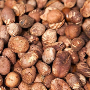 Shea Nuts