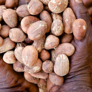 Shea Nuts