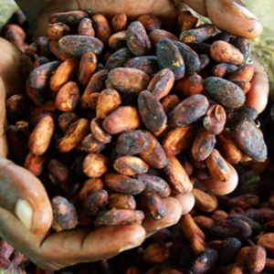 Cocoa Beans