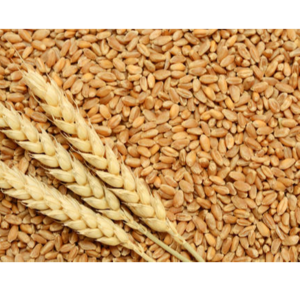 Wheat