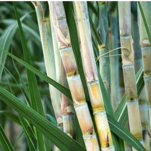sugarcane