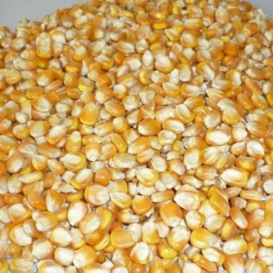 Non gmo and gmo corn/maize for sale