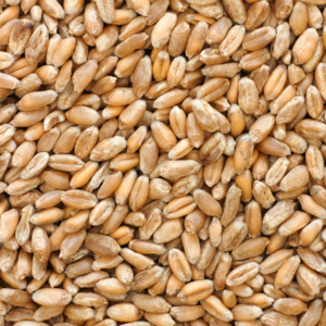 wheat grains