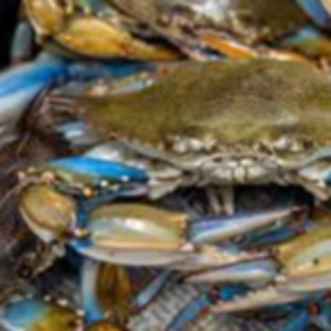 Live Crab