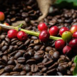 Coffe Arabica And Robusta