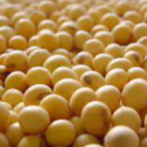 Soy Bean