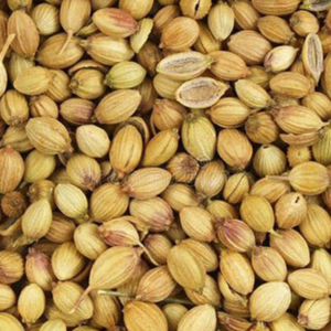 coriander