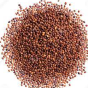 marjoram seeds