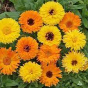 calendula