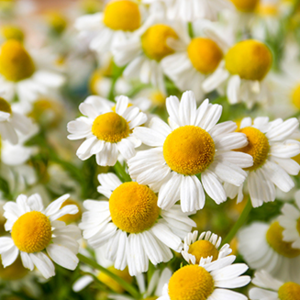 chamomile