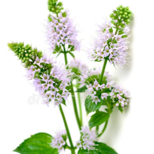 peppermint