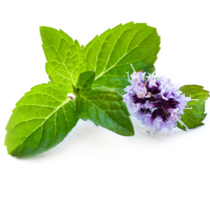 spearmint