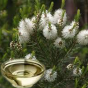 Cajeput Oil