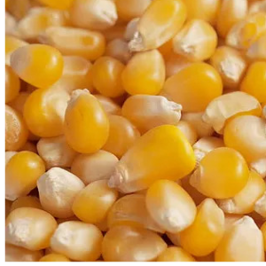 YELLOW CORN GMO