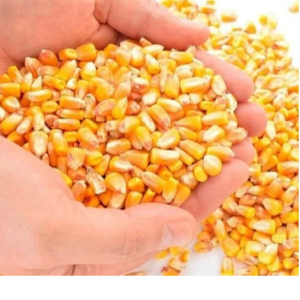 YELLOW CORN NGMO