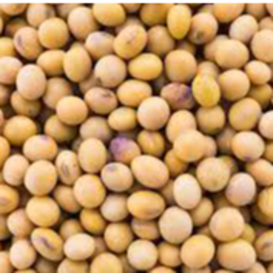 SOYA BEAN GMO