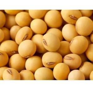 SOYABEAN NON GMO
