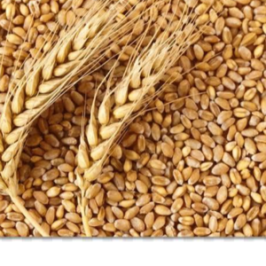 wheat (common)