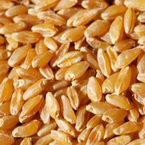DURUM WHEAT
