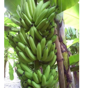G9 Banana