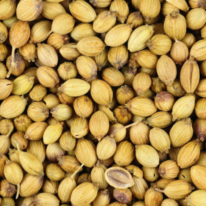 Coriander