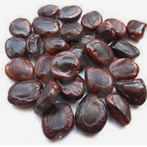 Tamarindus seed
