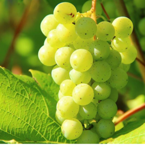 GRAPES