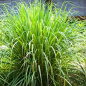 Lemon grass