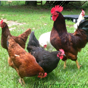 free range chicken