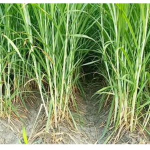 Pakchong grass