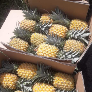 Pineapple  honey