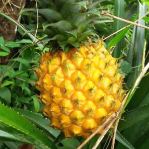 Pineapple  honey