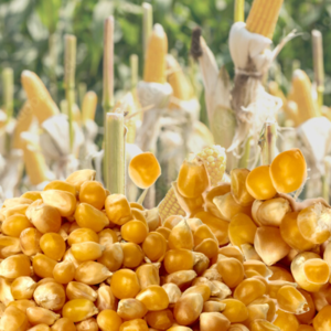 Feed Corn