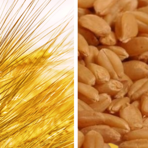 Feed Wheat