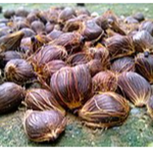 Palm kernel