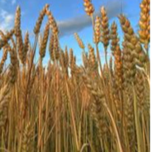 Wheat (3Rd, 4Th And 5Th) Classes