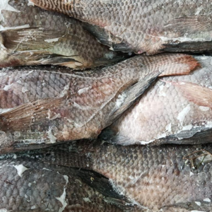 Frozen Black Tilapia WR Net Weight 100% Clean Competitive Price For Wholesale