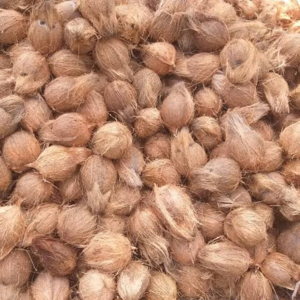 Coconut