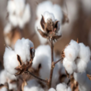 Cotton