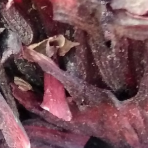 Hibiscus flower