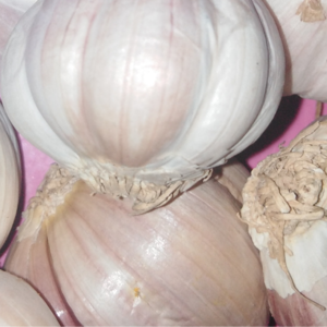 Garlic