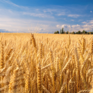 Wheat