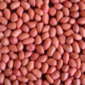 Groundnut